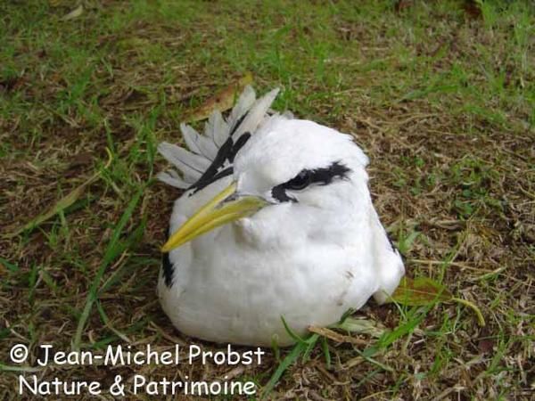 Pour l'ann&eacute;e 2006, l'association Nature &amp; Patrimoine a comptabilis&eacute; 42 oiseaux nicheurs :&nbsp; 19 indig&egrave;nes et 23 introduits. A travers les fiches Patrimoine &agrave; pr&eacute;server, nous vous proposons ici de d&eacute;couvrir les esp&egrave;ces end&eacute;miques de La R&eacute;union, puis les esp&egrave;ces indig&eacute;nes et enfin les fiches&nbsp; introduites.