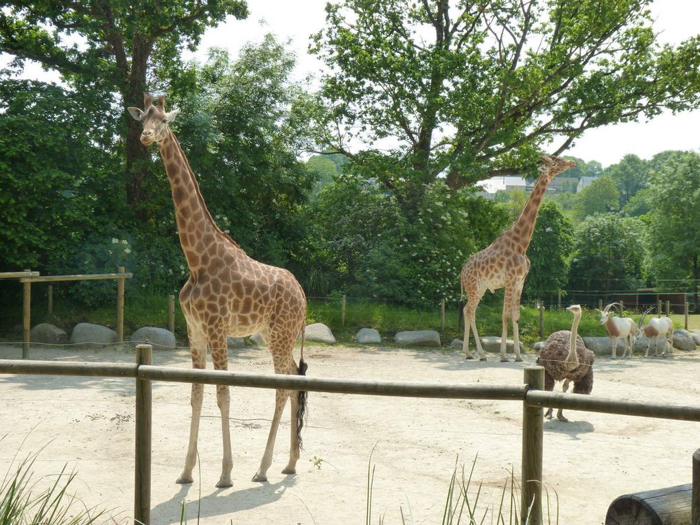 Sortie scolaire des PS-MS- GS au Zoo de Champrépus