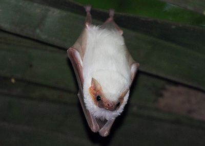 Les chauves souris à La réunion 