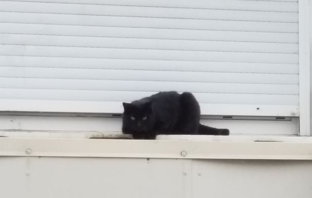 近所の黒猫♡chat noir du quartier