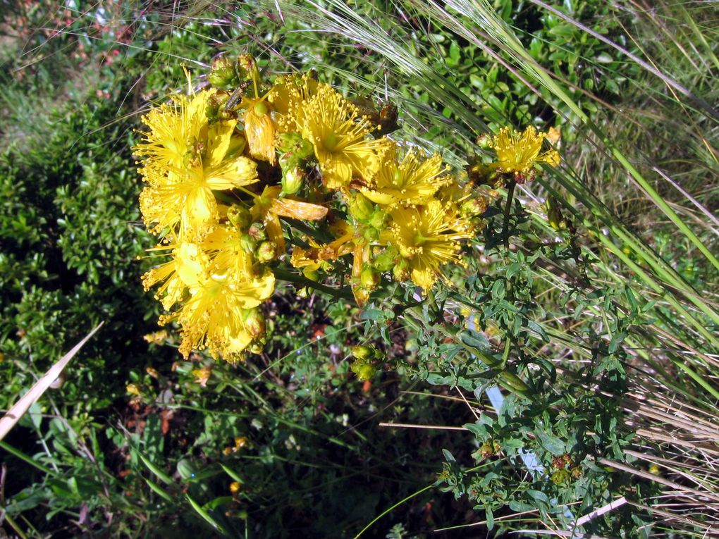 Photos diverses de fleurs et plantes de mon jardin, pour la plupart... en toutes saisons.