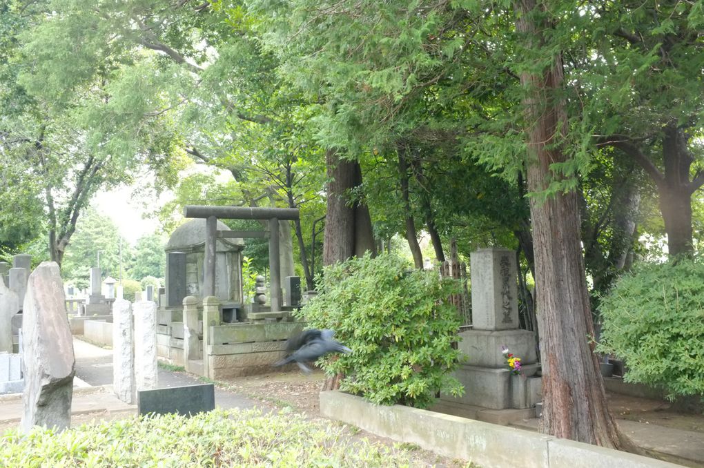 Cimetière de Yanaka et son quartier