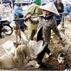 Vietnam: Les organismes anti-épizootie seront jugés responsables en cas de situation épidémique.