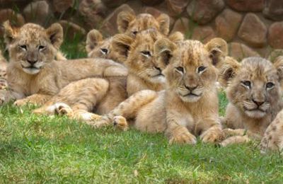 Les adorables lionceaux vous saluent bien et vous souhaitent un mercredi hyper léonin ! :)
