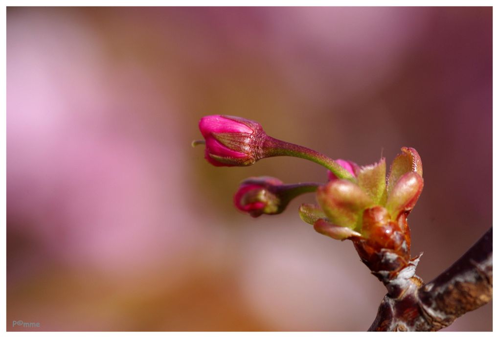 Album - Arbres - Nature 