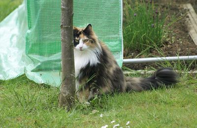 Gardienne du potager