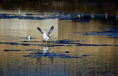 photos d'oiseaux sur l'Yonne en janvier 2009