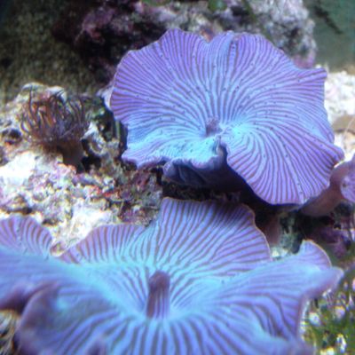 coraux mous discosoma bleu dans 15 litres eau de mer