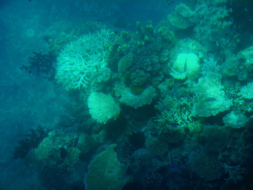 Album - Great-Barrier-Reef