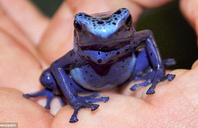 Les scientifiques ont reproduit avec succès une minuscule grenouille bleue qui est si toxique qu’elle peut tuer dix hommes!!