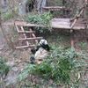 Centre de recherche et delevage du panda geant au nord de Chengdu