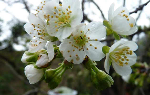 PRINTEMPS! REGARDEZ LES BRANCHES,COMME ELLES SONT BLANCHES....