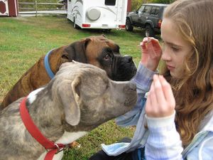 Les 10 photos de chien les plus marrantes du web