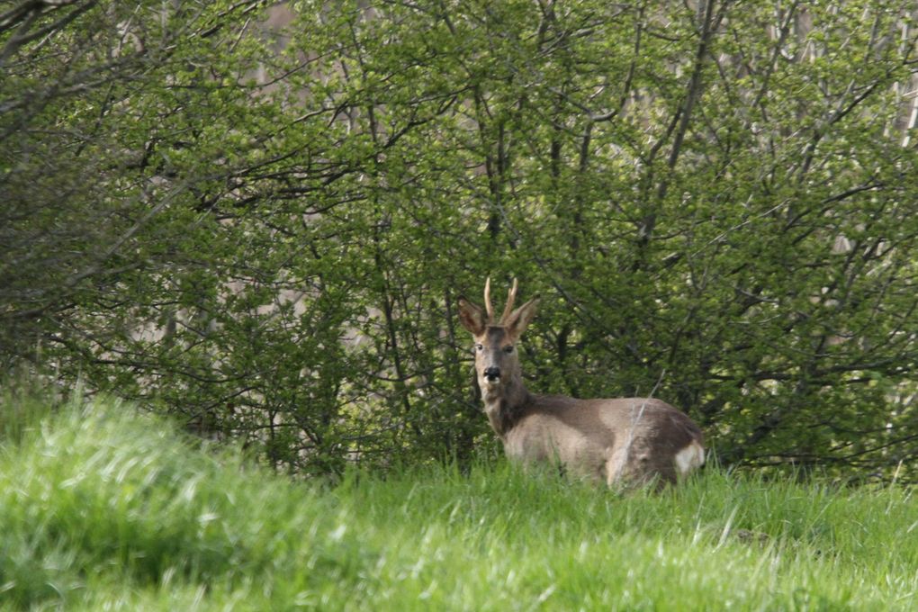 Album - Chevreuils