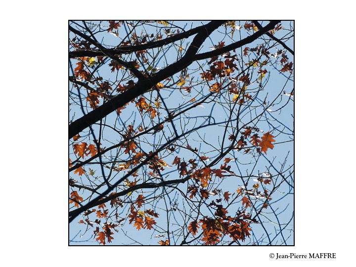 L’arbre est un être privilégié pour symboliser l’automne et ses aspects éphémères.