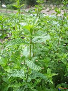 CUISINE - SIROP DE MENTHE VERTE