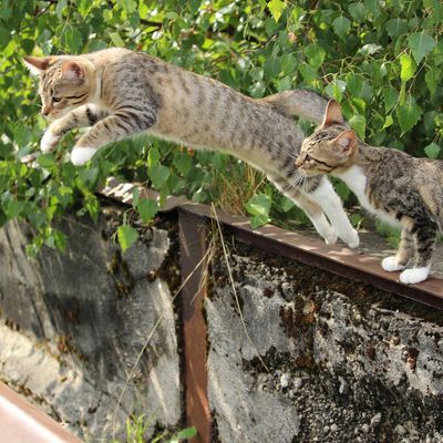 Les chats sautent !!!