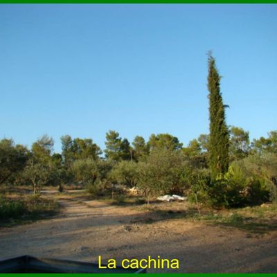 Olives vertes au sel , variétés Lucques