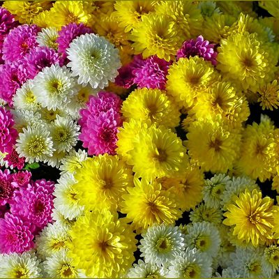Les fleurs - chrysanthèmes