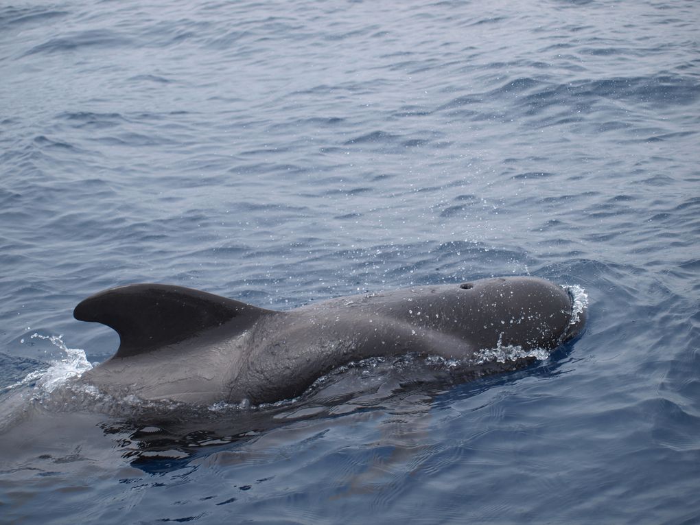 Globicephales tropicaux
(Globicephala macrorhynchus)

Population residente, 
Tenerife, Iles Canaries