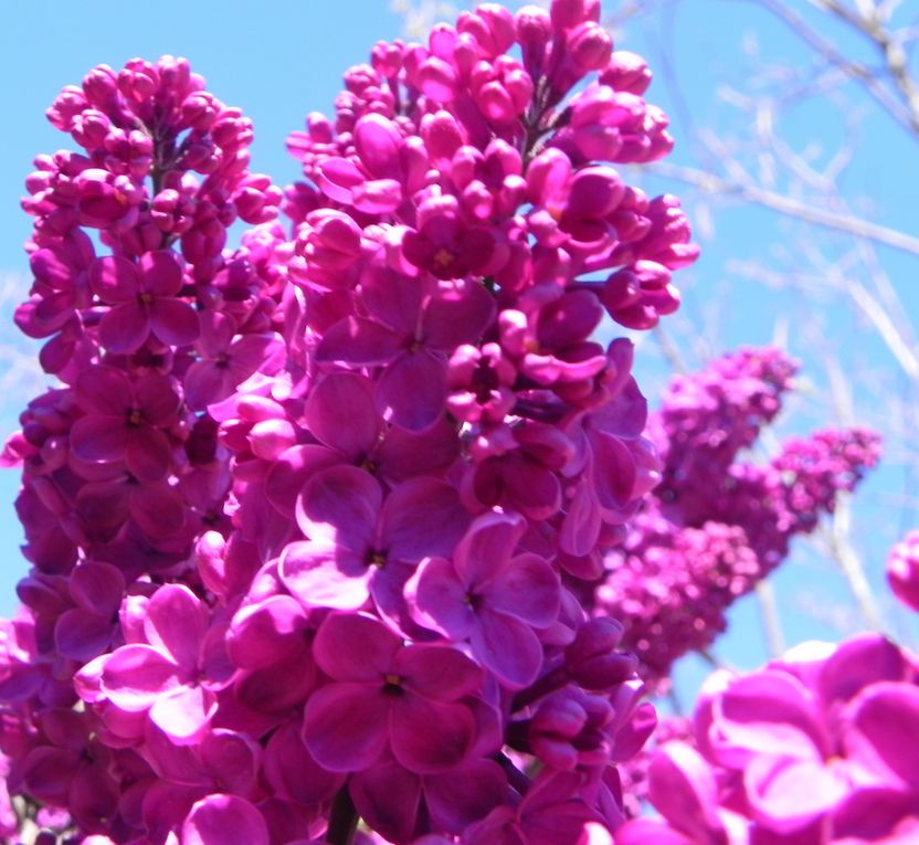 floraison, fleurs et jeunes pousses de printemps...
La nature s'éveille, et les jardins, parcs, bois laissent éclater une multitudes de couleurs, de senteurs, de formes.
La vie reprend son droit après l'hiver