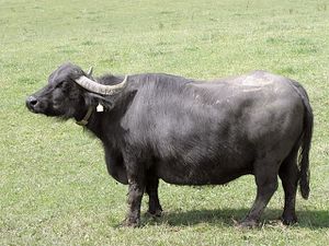 Mozzarella di buffala fumée 