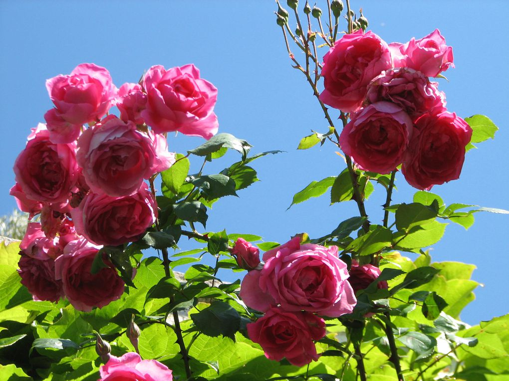 Album - Photos des fleurs du jardin