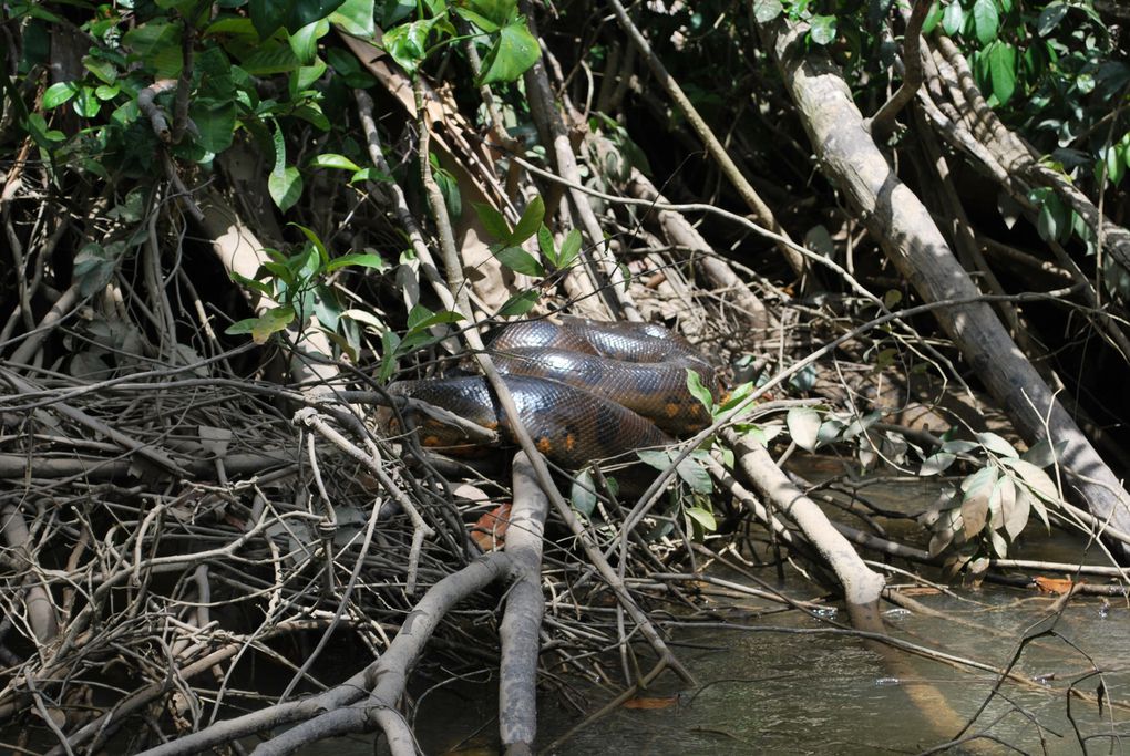 Exemple de queques animaux que l'on peut retrouver sur le camp Némo, hors mis rassurez vou les jaguar!