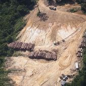 La France épinglée pour l'importation de bois illégal en provenance d'Amazonie