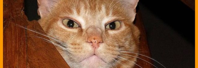 Plaisir des yeux.... 
