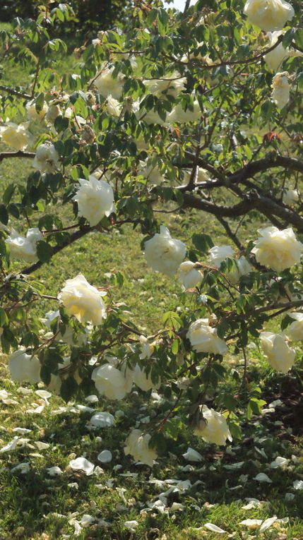 Album - Jardins-de-Bagatelle