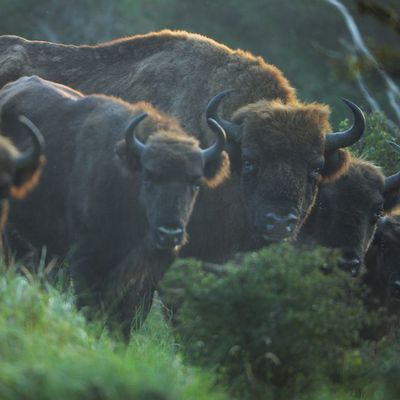 Bisons d’Europe : de l’extinction à l’étincelle