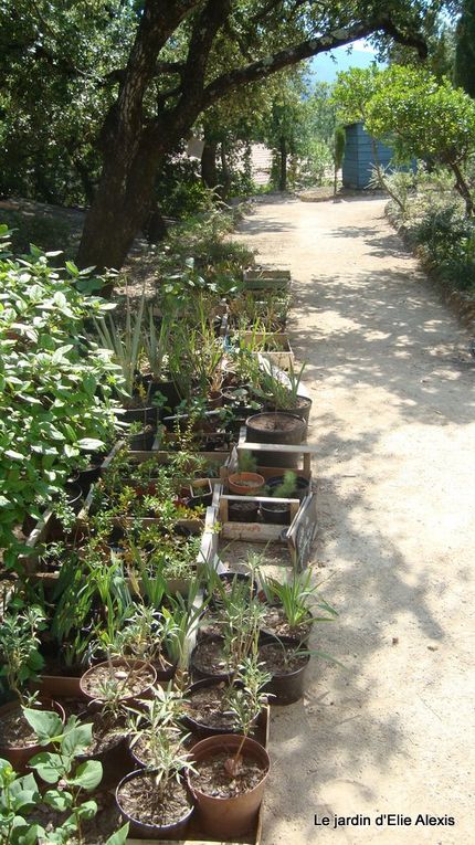 Situé à La Roquebrussanne, un joli village de la Provence Verte,
le jardin d'Elie est d'abord un jardin de rocaille, mais c'est aussi un exemple de choix de vie, par ce précurseur qu'était Elie Alexis.