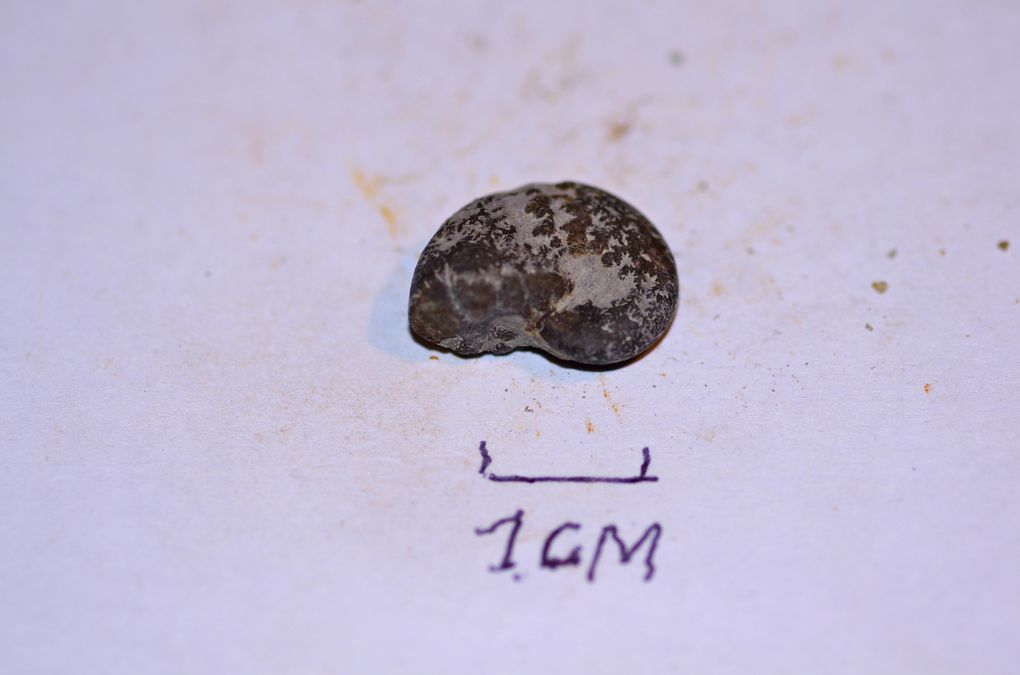ammonites de france 
