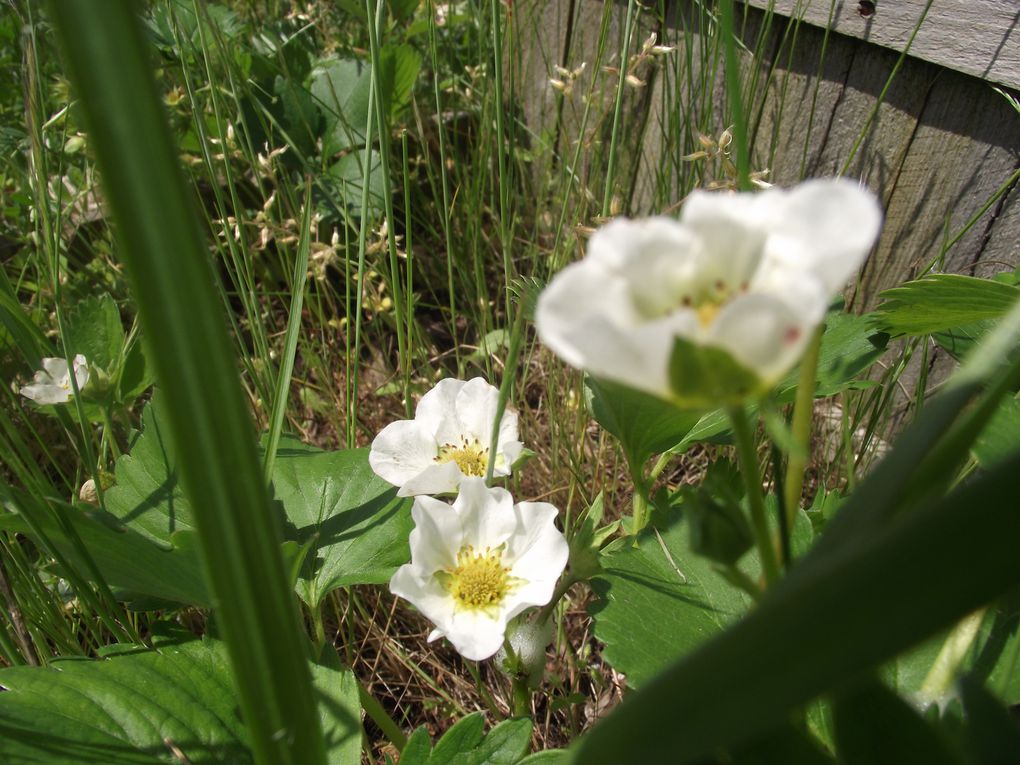 Album - Fleurs-de-mai-2013