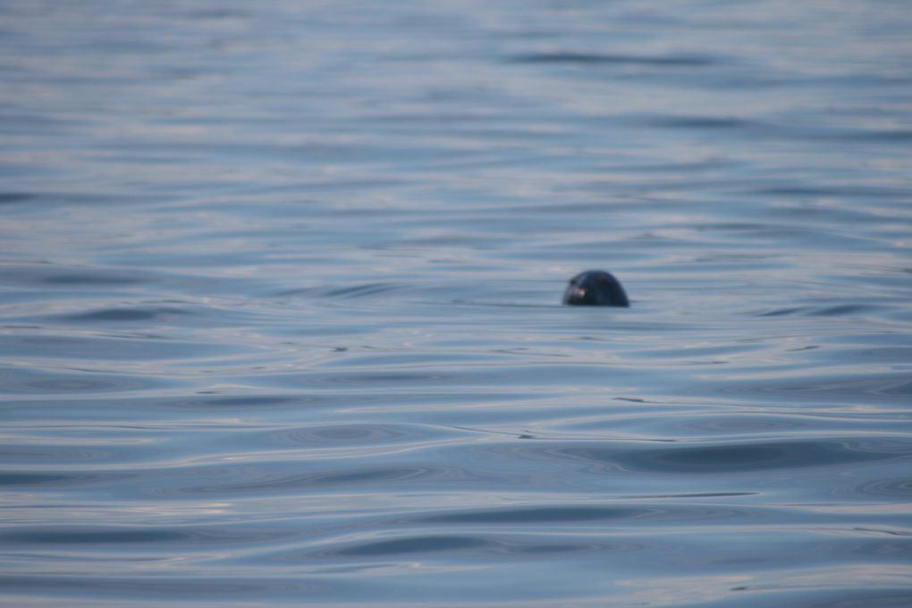 Album - Baleines-du-St-Laurent