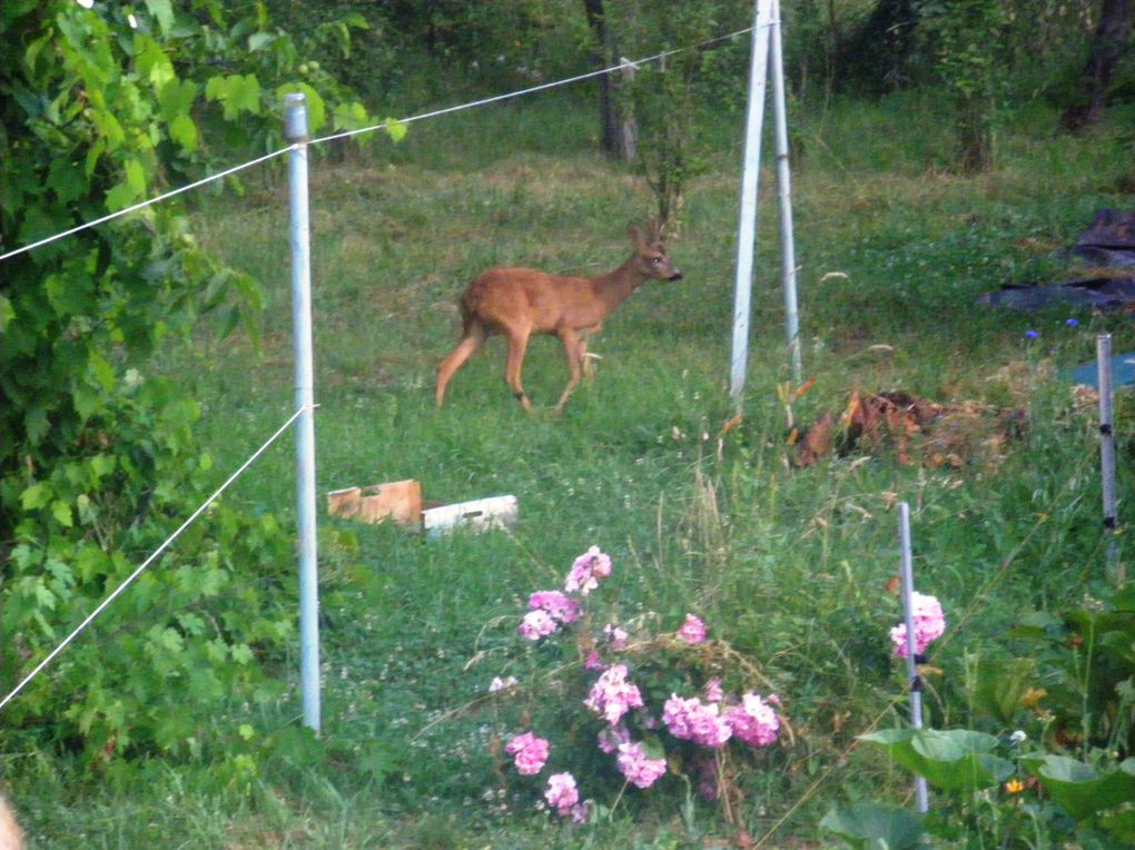 Faune sur le chemin des Altroses de Marange à Ternel