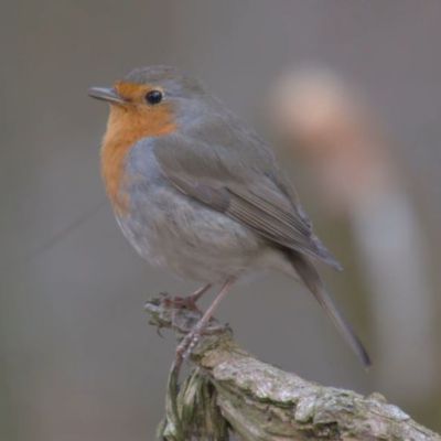 Vers un monde sans oiseau ?