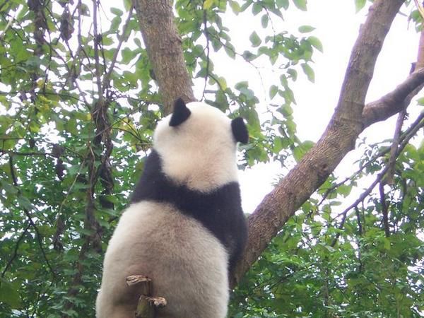 pandi panda.....vous connaissez tous la chanson non?