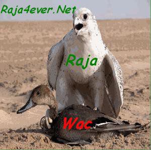 Album - raja