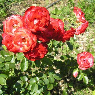 JARDIN DE BOISSONNA (Pays de Marguerite Duras)