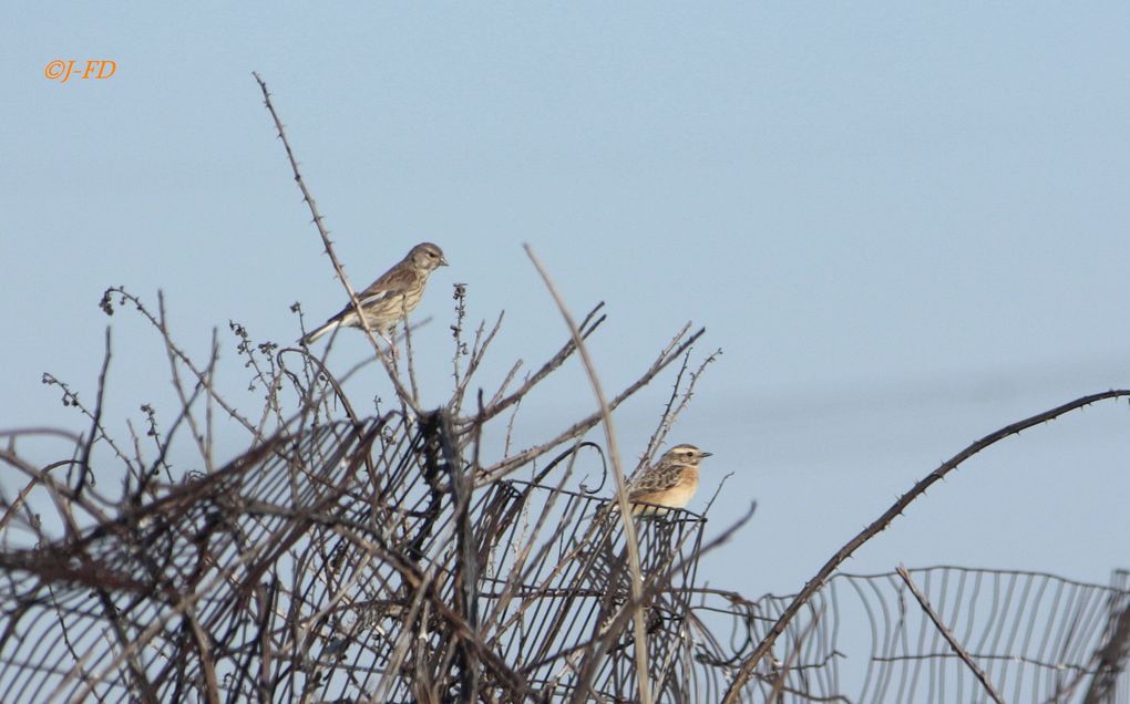 Album - Oiseaux d'Italie (2)