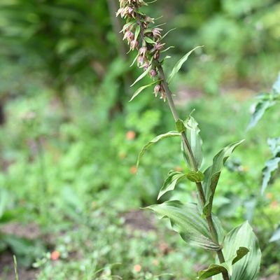 Stupéfiantes Epipactis helleborines ...
