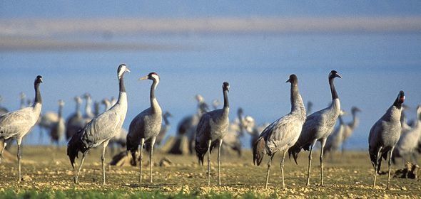 LE LAC DU DER, HALTE DE CHOIX POUR DES DIZAINES DE MILLIERS DE GRUES CENDREES. 