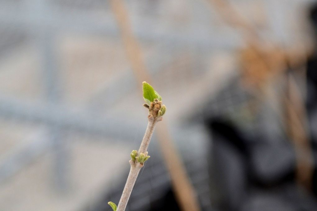 Album - Germination-et-bourgeonnement