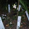 Gaura lindheimeri " Whirling Butterflies"