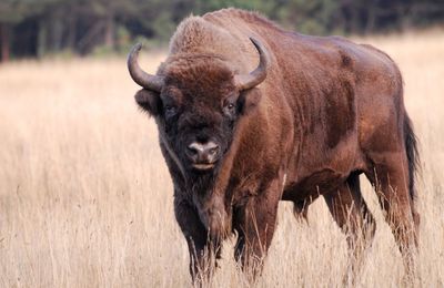 Petit plus des bisons