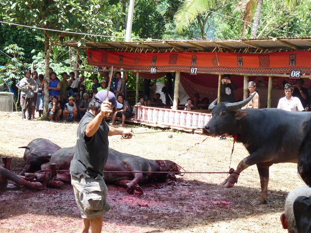 Du paradis des îles Togians et des peuples Bajaux aux rites du pays Toraja!!