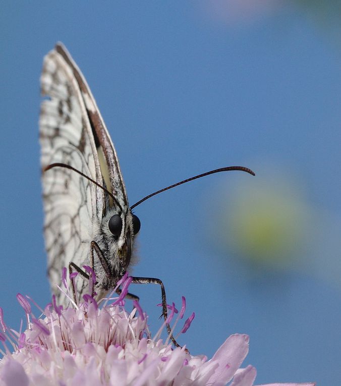 Album - Macro-Papillons