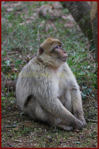 Album - VALLEE-DES-SINGES-2010